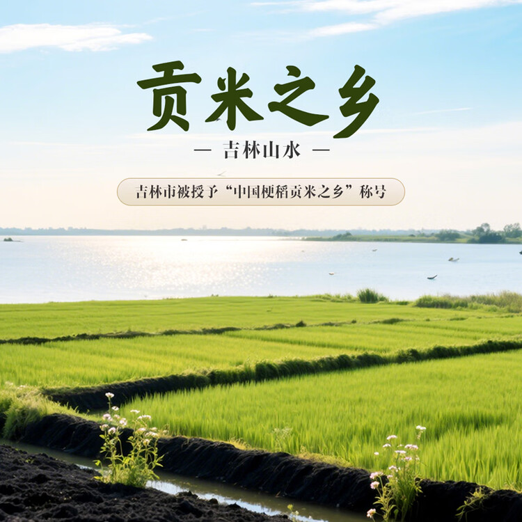 金龙鱼东北大米 乳玉皇妃稻香贡米宫廷款10斤 六步鲜技术 鲜米   菜管家商品