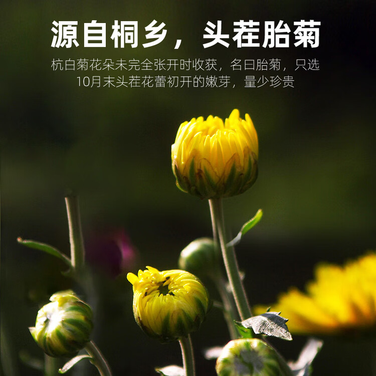 杞里香 桐乡胎菊 花草茶 菊花茶凉茶 罐装40g 菜管家商品