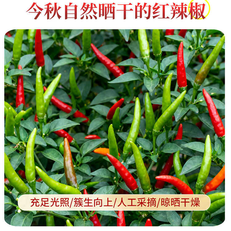 古福 朝天椒50g 袋装 干辣椒 红辣椒 火锅炒菜调料底料香辛料 菜管家商品