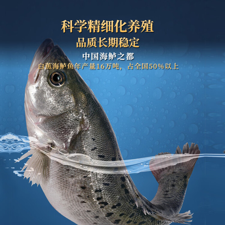 仙泉湖三去白蕉海鲈鱼1斤/条净膛冷冻刺少肉厚珠海特产500g生鲜年货食材 菜管家商品