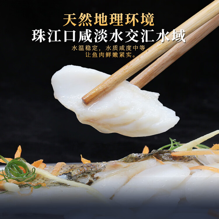 仙泉湖三去白蕉海鲈鱼1斤/条净膛冷冻刺少肉厚珠海特产500g生鲜年货食材 菜管家商品