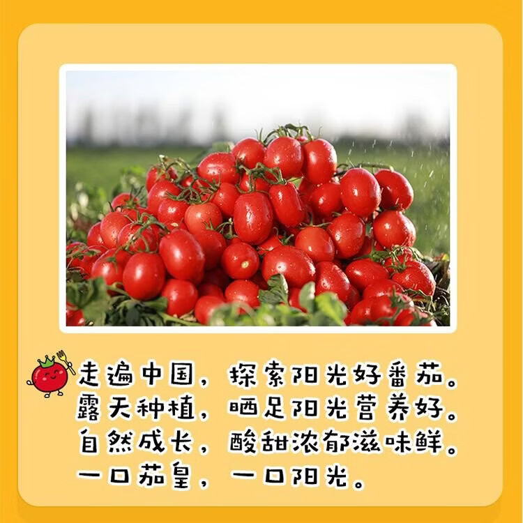 统一茄皇 阳光番茄鸡蛋面 桶面 120g*12桶整箱装严选阳光番茄免煮速食 菜管家商品