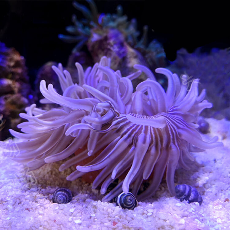 长须红肚葵海葵珊瑚软体lps海水鱼活体奶嘴石葵沙葵小丑鱼共生海葵