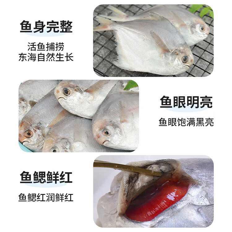 纯色本味冷冻舟山白鲳鱼净重800g银鲳鱼8-12条地标产品 菜管家商品