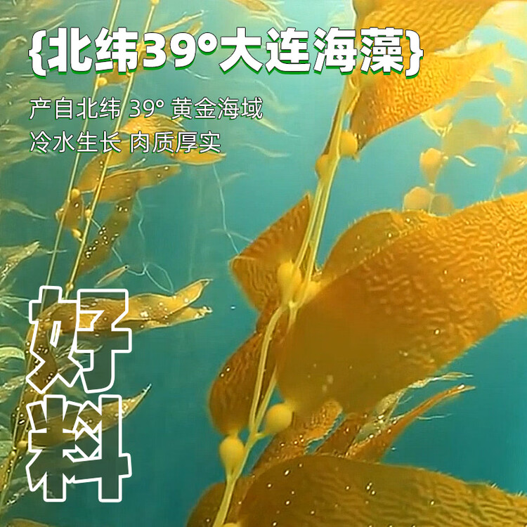 盖世调味裙带菜 净重2斤 酸甜解腻海白菜 海草海藻沙拉寿司 菜管家商品