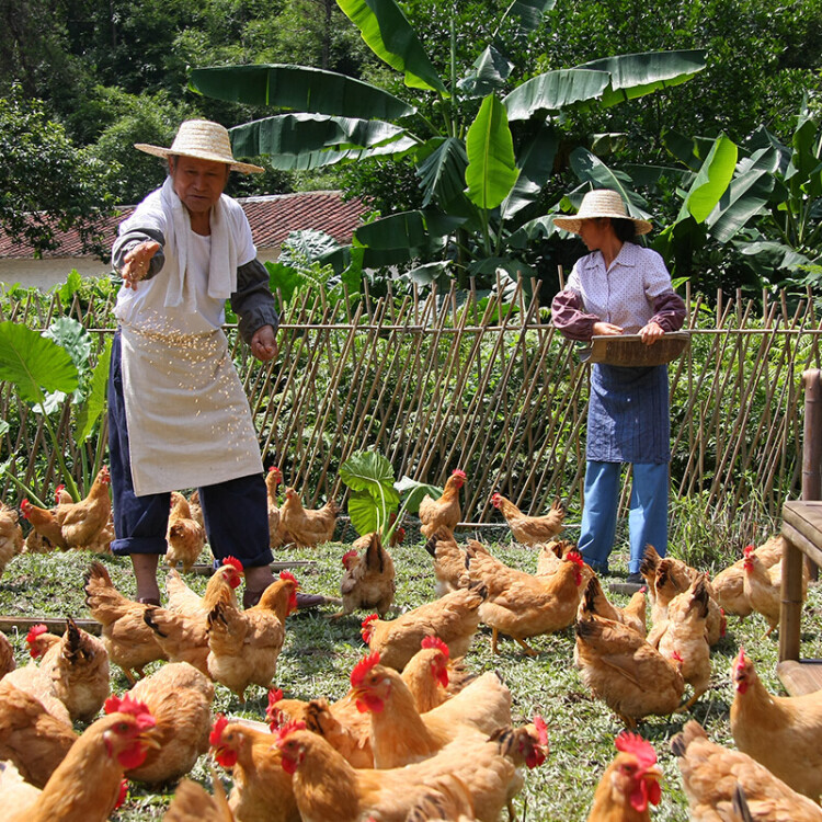 温氏供港老母鸡1.2kg 农家散养老母鸡土鸡走地鸡500天以上月子鸡汤