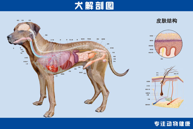 凤雏家居 宠物医院海报犬解剖图狗狗内部结构图动物诊所墙画可发图订做195 36寸pp胶 图片价格品牌评论 京东