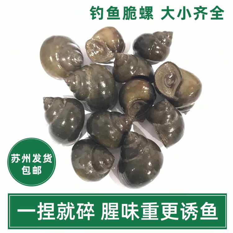 钰洛格 黑鲩螺蛳青挂钩薄壳小号田螺钓鱼脆螺青鱼鱼饵螺 5毛大小1斤钓8-15斤青鱼【图片 价格 品牌 评论】-京东