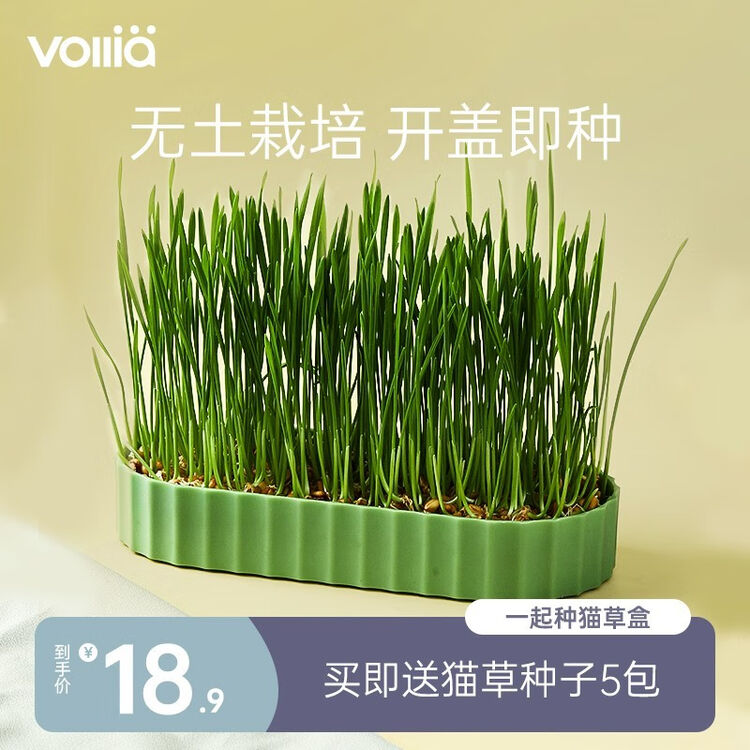 维利亚猫薄荷猫零食猫草天然植物舒缓情绪洁齿清新口气宠物零食花海青莲 紫色 含5包猫草种子可种5次 图片价格品牌评论 京东