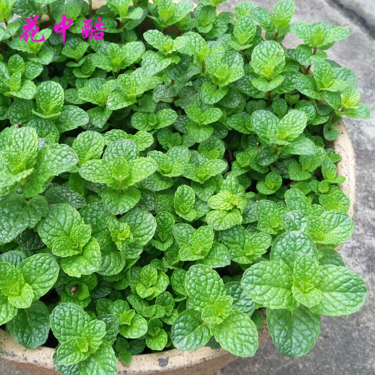 花中酷薄荷种子花草食用薄荷驱蚊花卉植物喜阴耐寒花种籽子四季庭院香草花香草薄荷半斤 图片价格品牌评论 京东