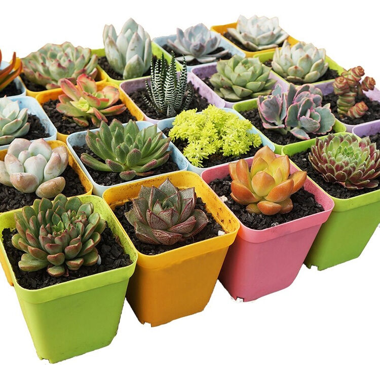 花无痕多肉植物套装多款入门肉肉多肉盆栽多肉组合区办公室室内植物萌肉植物盆栽精选5颗多肉5个彩方盆营养土 图片价格品牌评论 京东