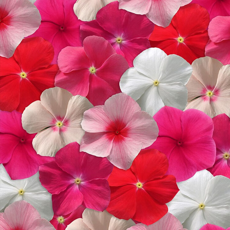 虹越 春夏播种花卉种子醉蝶花长春花向日葵太阳花萌吖吖系列盆栽切花种子长春花太平洋混色 图片价格品牌评论 京东