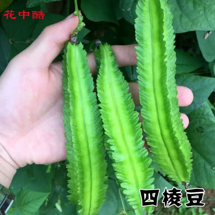 花中酷d 四棱豆种子四棱豆苗四角豆皇帝豆香龙豆四季盆栽四棱豆种子50粒药材种子 四棱豆种子50粒 图片价格品牌评论 京东