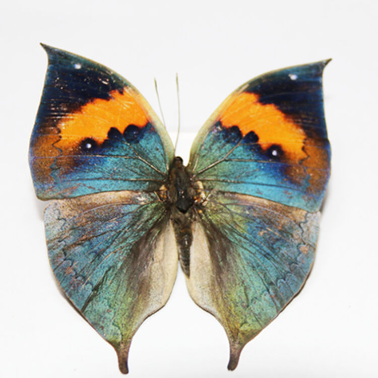 幼儿园奖励宝宝礼品拍照摄影立体道具相框模型 昆虫标本 深棕色枯叶蝶