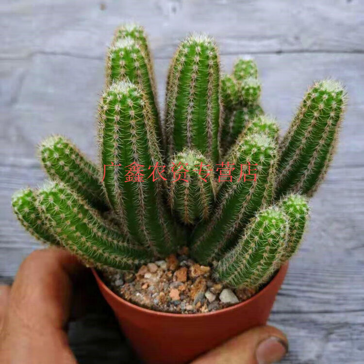 白檀仙人掌红花白檀黄花白檀仙人指垂吊多肉植物白檀植物盆栽红花白檀12公分左右盆 带盆发裸根不带土 图片价格品牌评论 京东