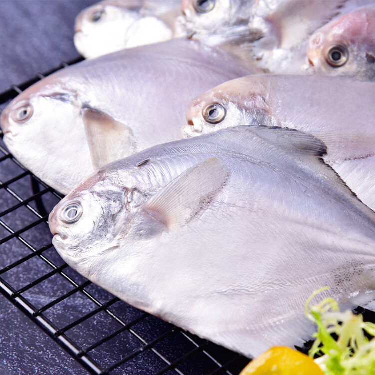 GUO LIAN国联 东海白鲳鱼 银鲳鱼 600g 5-8条  国产深海鱼产地直供 冰冻 光明服务菜管家商品 