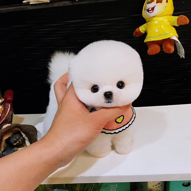 180天保障 茶杯犬狗狗博美幼犬长不大博美犬杯子狗哈多利亚俊介犬博美狗狗活体宠物特价公 图片价格品牌评论 京东