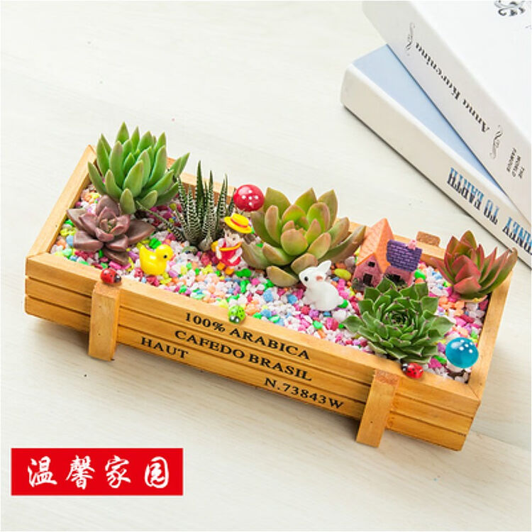 多肉植物组合盆栽套餐新款肉肉花卉小绿植办公室多肉净化空气防辐射diy创意微景观带含盆带土绿色植物盆景温馨家园 带盆里所有 图片价格品牌评论 京东