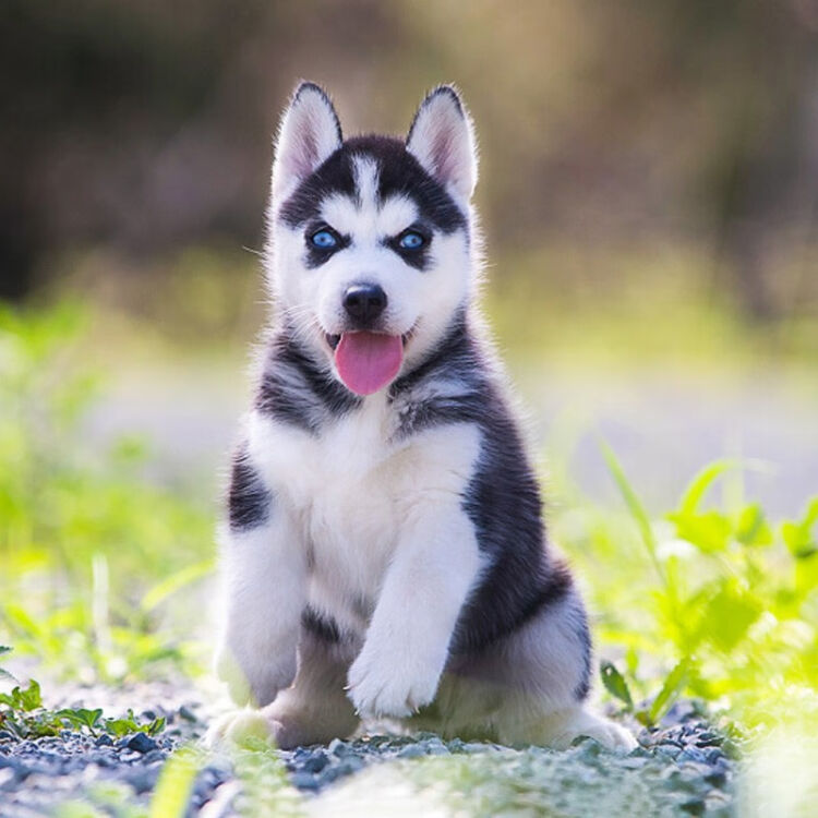 哈士奇幼犬哈士奇犬宠物狗活物纯种二哈宠物狗狗活体雪橇犬三把火双蓝眼阴阳眼小狗幼崽公母均有宠物级a 公 图片价格品牌评论 京东