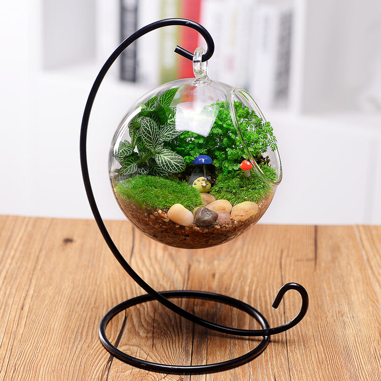 yysqjd苔藓微景观生态瓶办公室植物创意迷你盆栽微缩景观龙猫摆件 圆