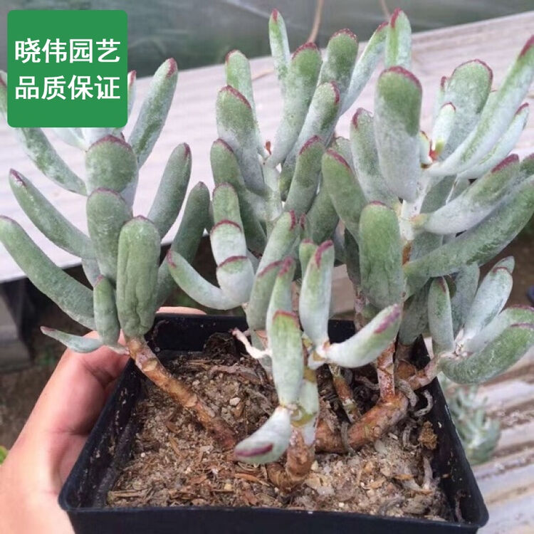 棒叶福娘老桩 多肉植物 白色