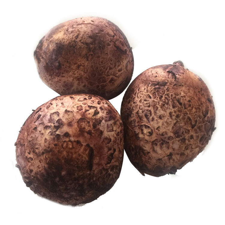 5-1kg 新鲜竹荪蛋500克