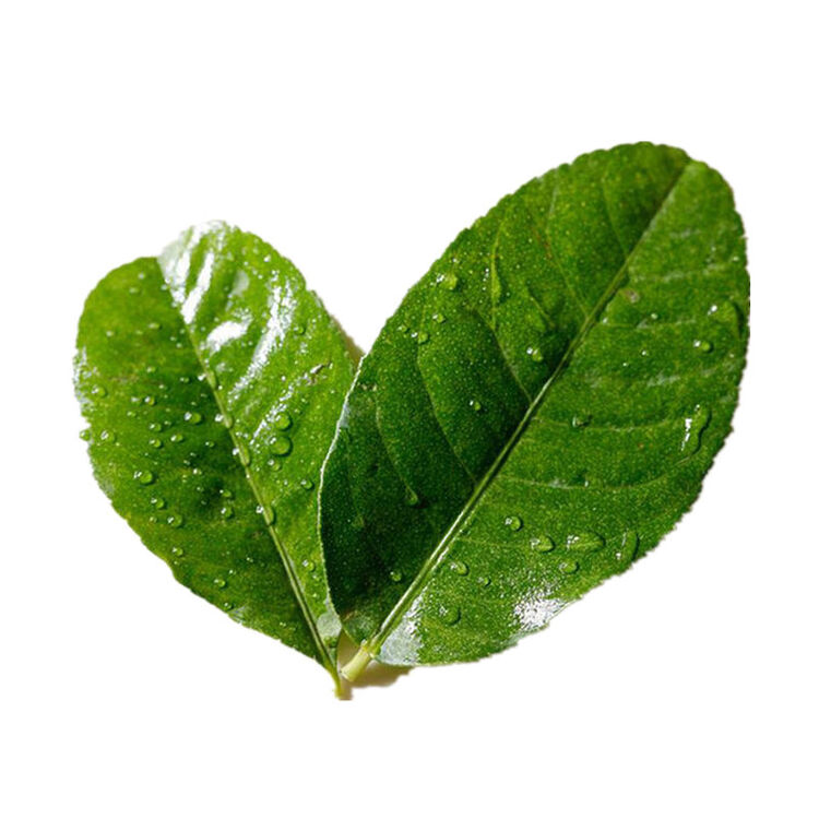 柠檬叶 500g 毛里橙叶 新鲜蔬菜 产发