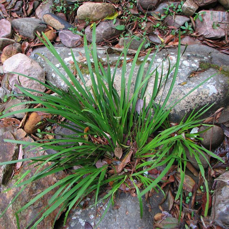 雪沫 野生石菖蒲 养乌龟水培植物 办公室盆栽室内绿植 假山盆景水剑草