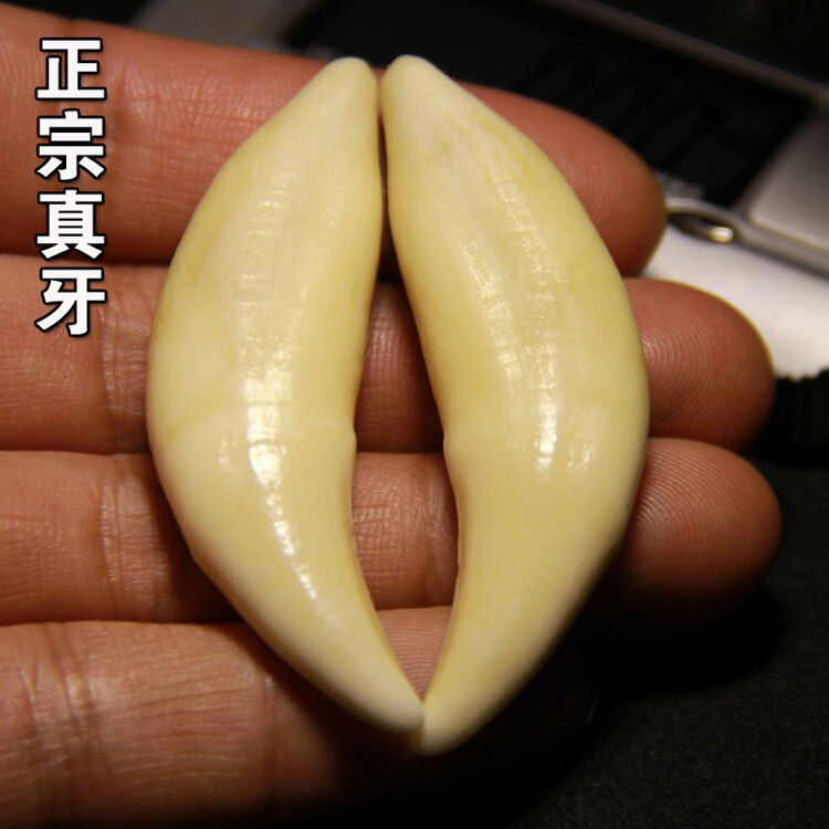 关注                  真牙 尺寸够大 品相完好              送至