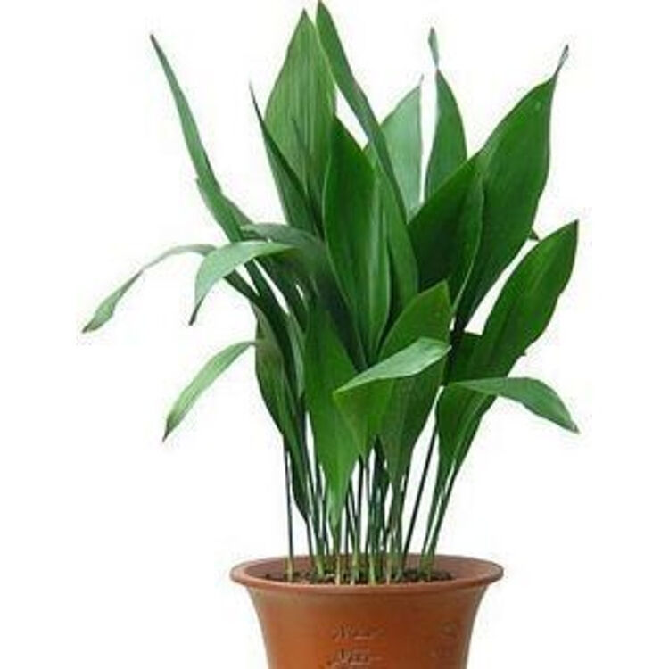 桃李村 兰花苗大叶兰 四季常绿 叶形优美 一叶兰 室内盆栽花卉植物 1