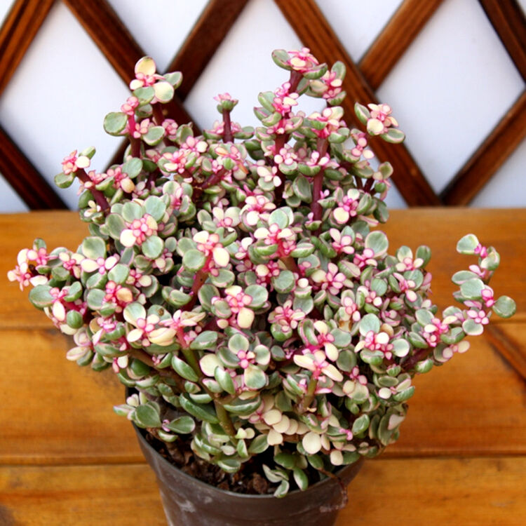 锦语 雅乐之舞 金枝玉叶 老桩 多肉 肉肉植物 室内绿植盆栽花卉