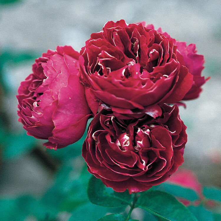 qtex虹越皮特灌木月季(玫瑰)布罗德男爵裸根嫁接苗耐阴预售 布罗德