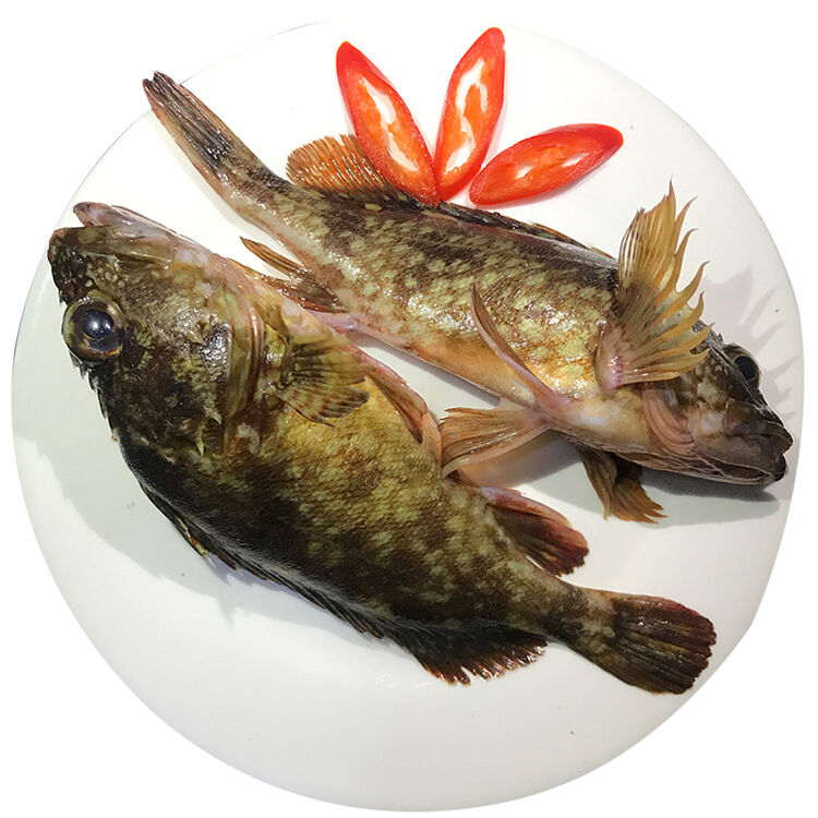 沈志雄 东山岛海鲜野生石翁鱼小红斑 4-12条/斤 2斤