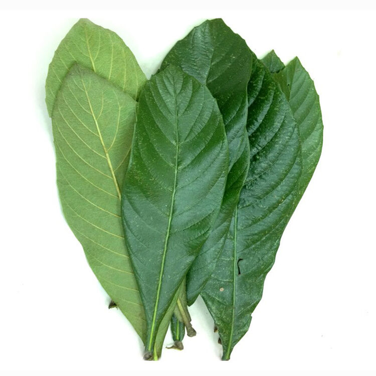 新鲜枇杷叶 野生现摘琵琶叶 500g*2