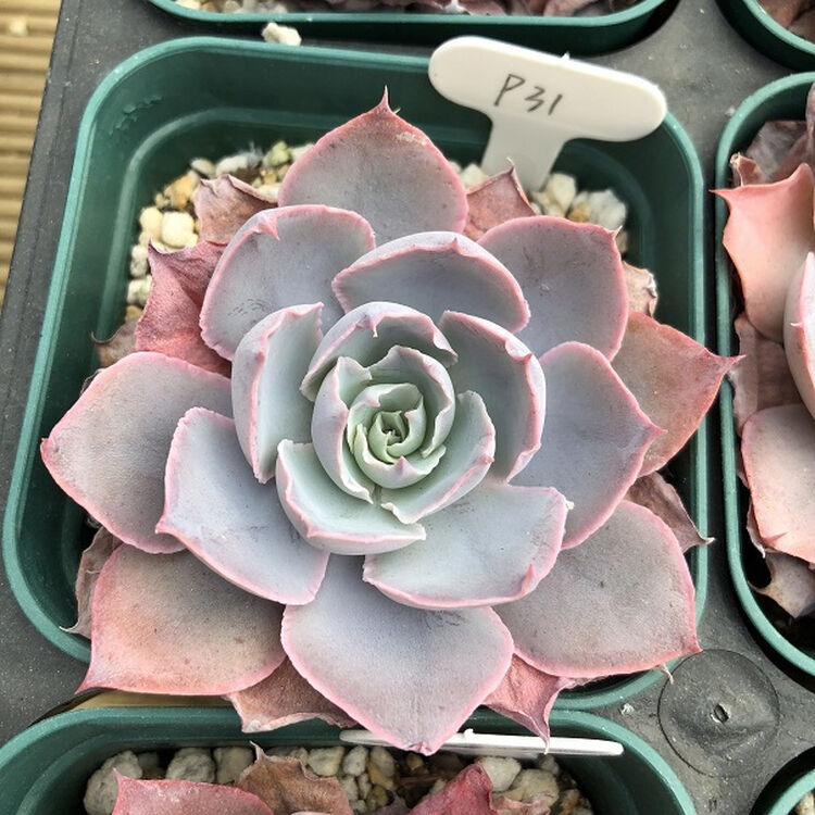 上芯韩国pinky多肉植物肉肉sn7501 31(8cm盆) 裸根不带土