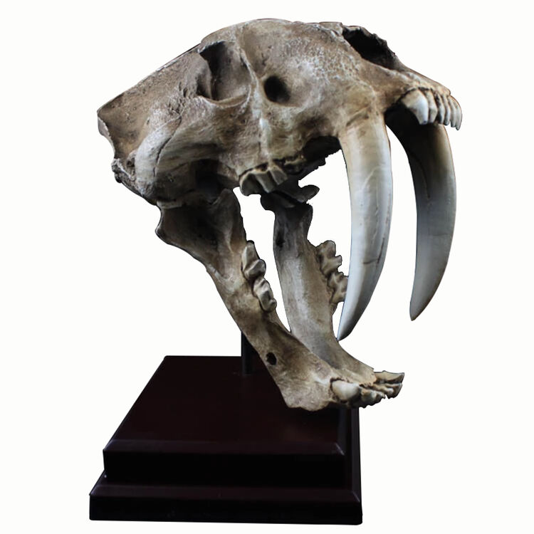 盛泉收藏品树脂面具11仿真美洲剑齿虎头骨模型如图均码