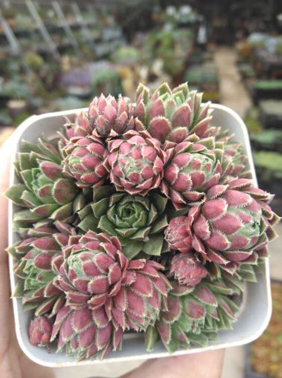 多肉 长生草 墨莲