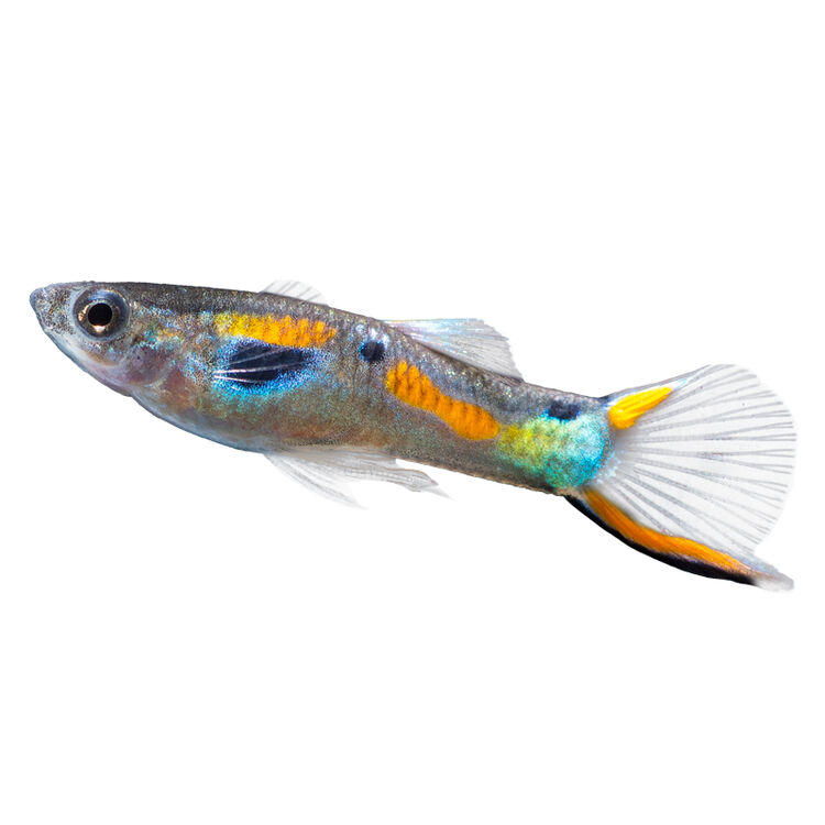 热带鱼观赏鱼安格拉斯孔雀蛇王精灵霓虹精灵孔雀淡水活体水族宠物