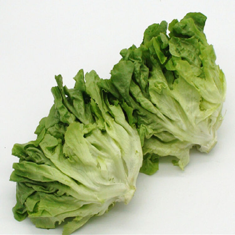 绿橡叶生菜 绿橡叶 蔬菜 新鲜 500克 oak leaf lettuce-green 500g