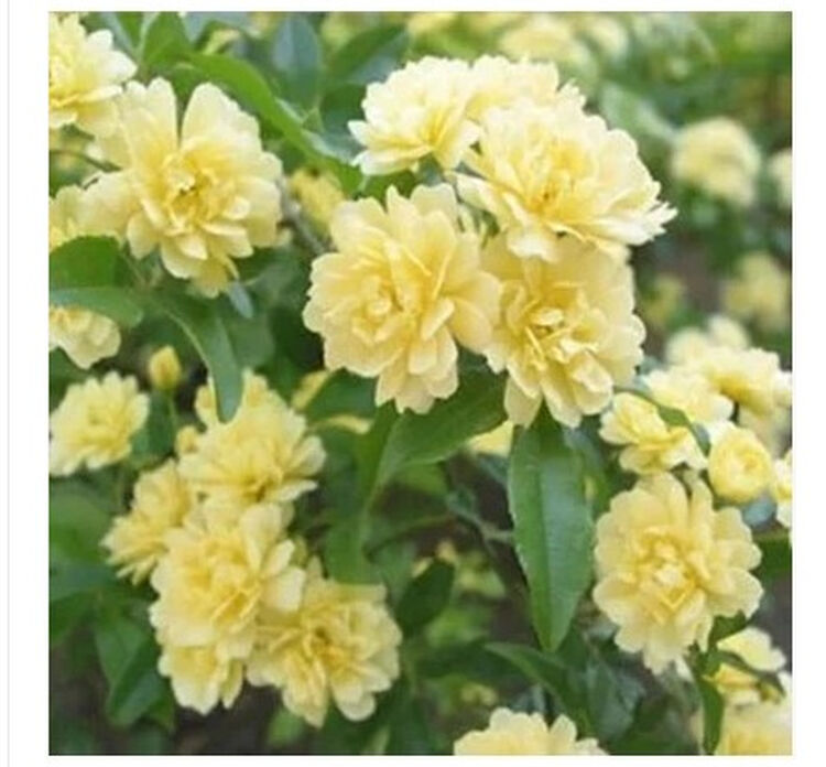 爬藤植物 七里香 木香花苗 花卉 盆栽 植物 树苗 阳台庭院绿化 2年苗