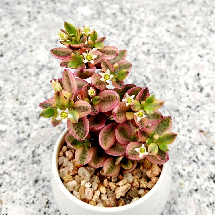 多肉雨心怎么繁殖