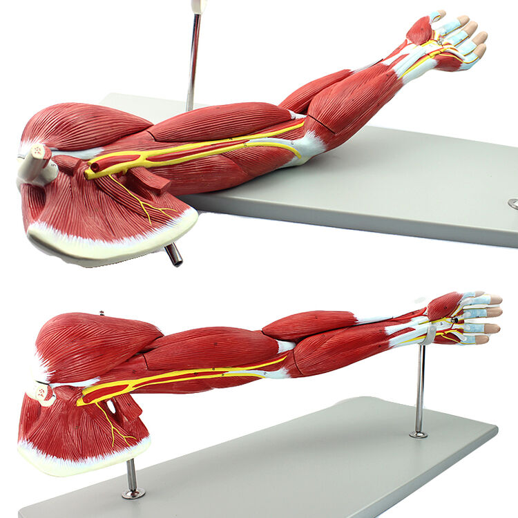 enovo医学上肢肌肉解剖模型手臂肌肉人体运动系统肌肉结构模型