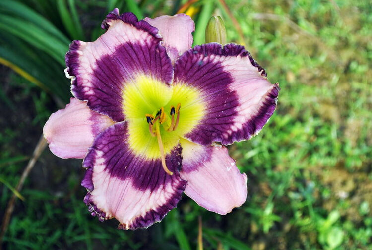 顺景大花萱草杂交品种:"梦幻紫裙"