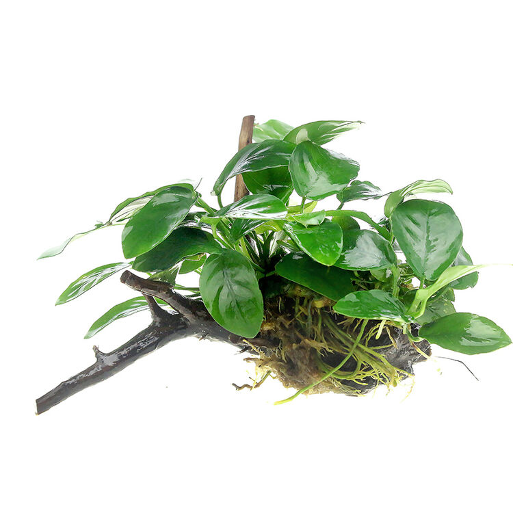 奇溢自然 小水榕沉木 鱼缸造景 水草水榕 沉木 水族箱装饰 活体植物