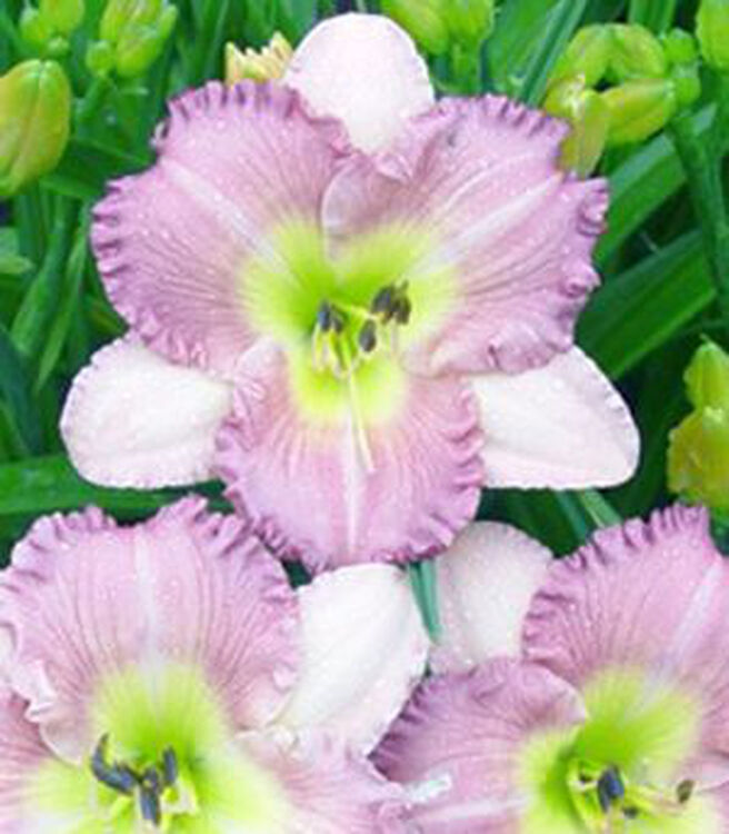 宿根花卉 荷兰大花萱草 粉红色 爱蕾欧罗尔 不含盆