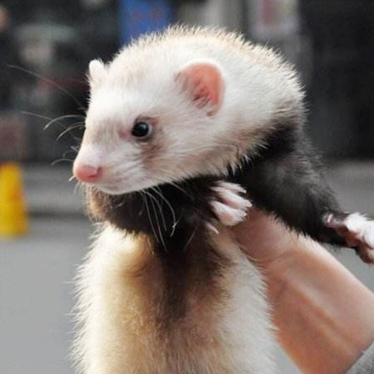 安格鲁貂宠物雪貂活体欧美小宠玛雪儿雪貂安哥鲁包邮 围脖色
