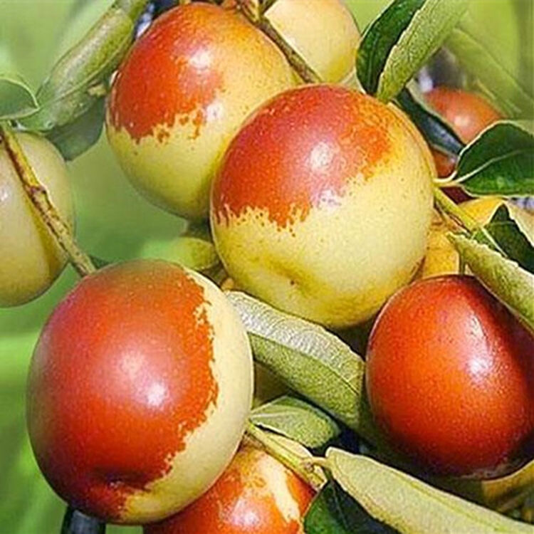 枣树果树苗子冬枣矮化盆栽南方北方庭院栽植红枣种植当年结果树苗