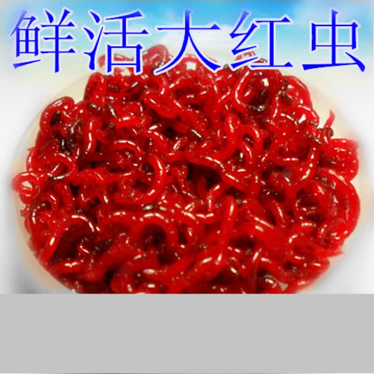 音然(yinran) 天津红虫 鲜活红虫活饵活体拉饵钓饵鱼饵鲫鱼鲤鱼饵料饵