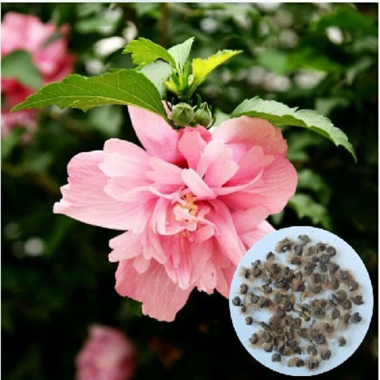 木槿种子韩国木槿种子园林绿化重瓣木槿花 半斤