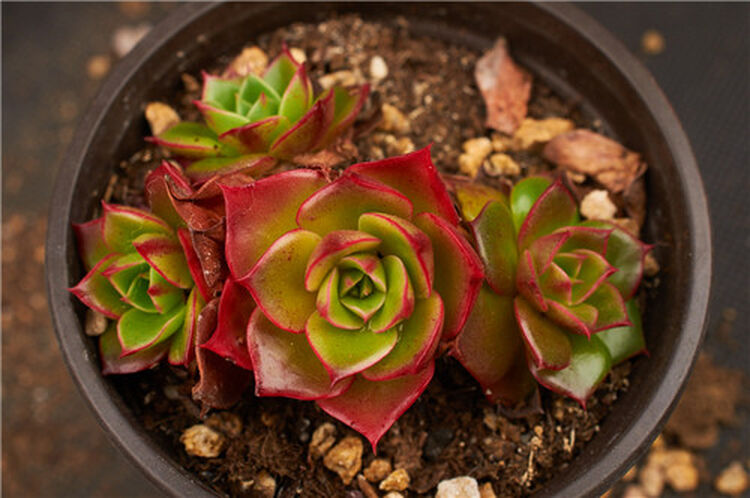 上芯s65 多肉植物 红莲 多肉 sn1633